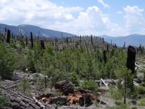 P1030146-jmt-130706-post-reds-meadow-burn