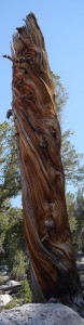 P1030166-jmt-130707-dead-tree-grain