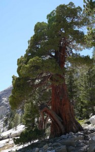 P1030223-jmt-130708-heavily-left-juniper