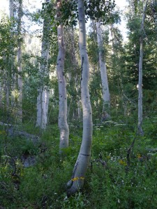 P1030246-jmt-130709-aspens